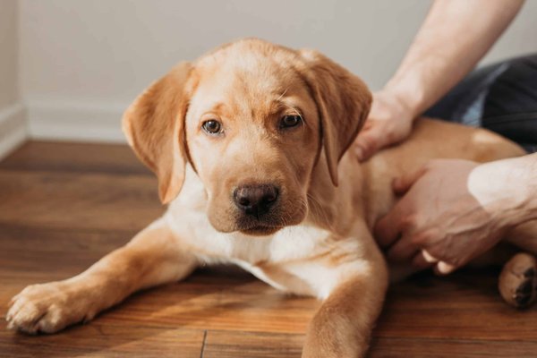 Come posso aiutare un cane Labrador con difficoltà motorie a salire le scale?